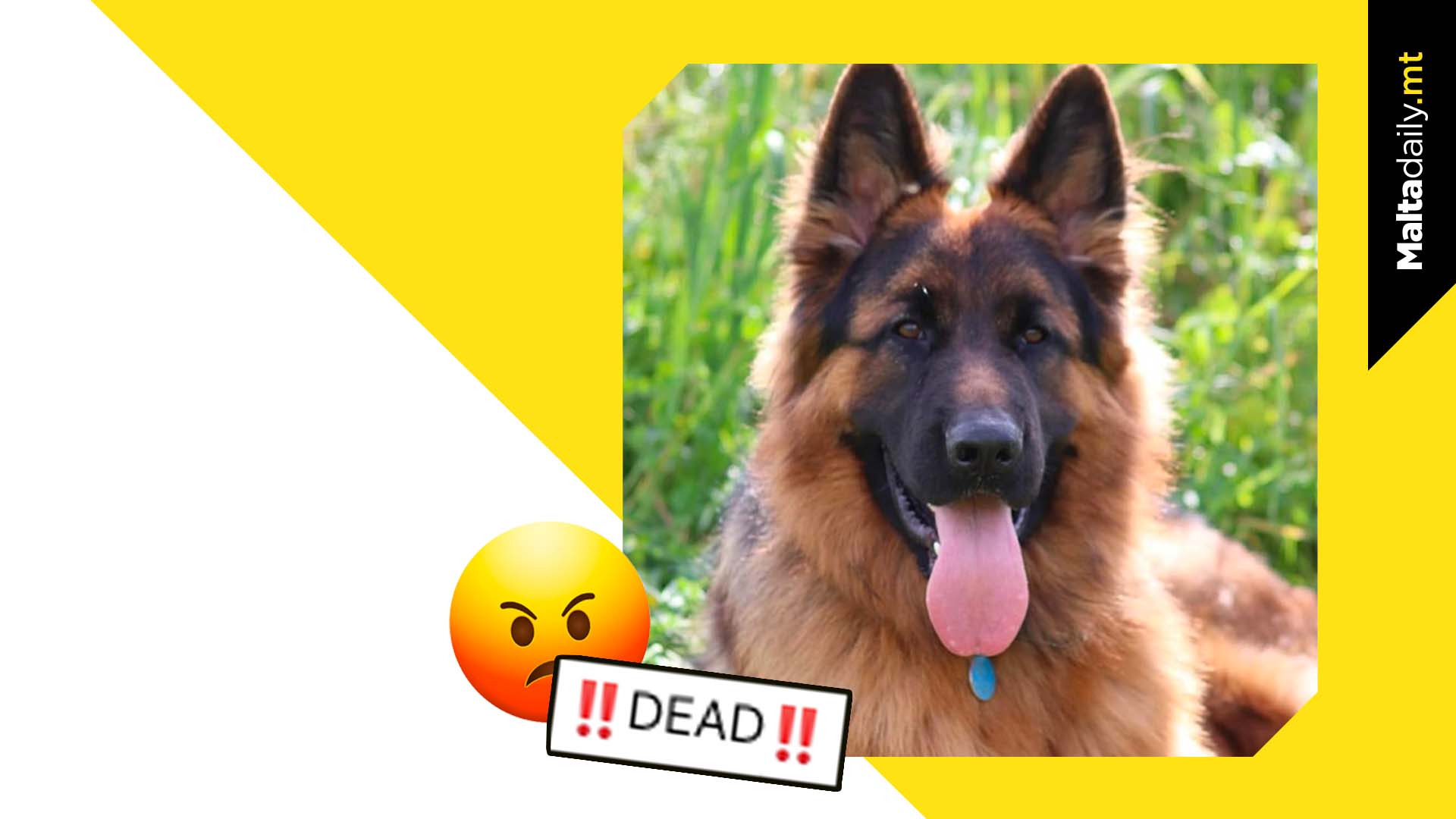 Another Dog Killed Due To Pet Sitter Recklessness