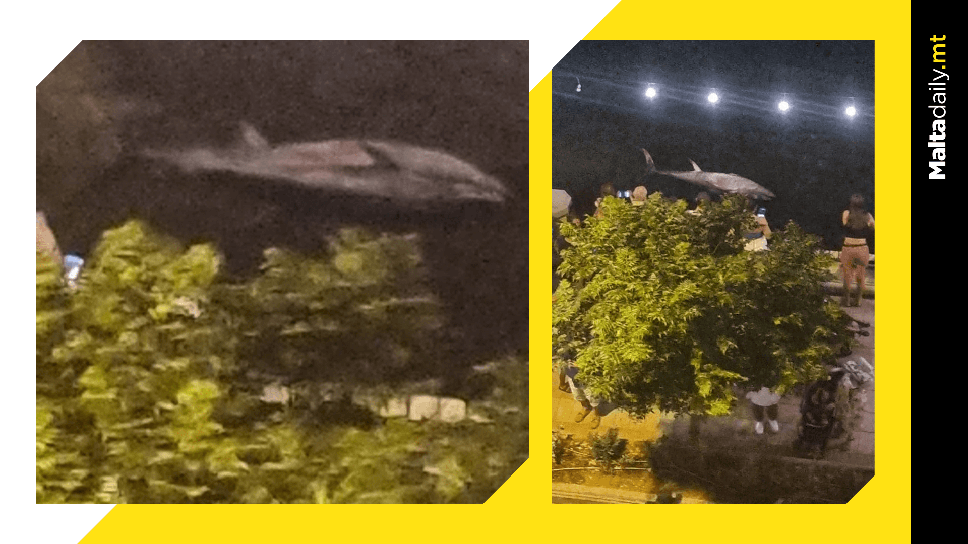 Suspected Tuna Caught On Rocks Rescued In St Julian’s