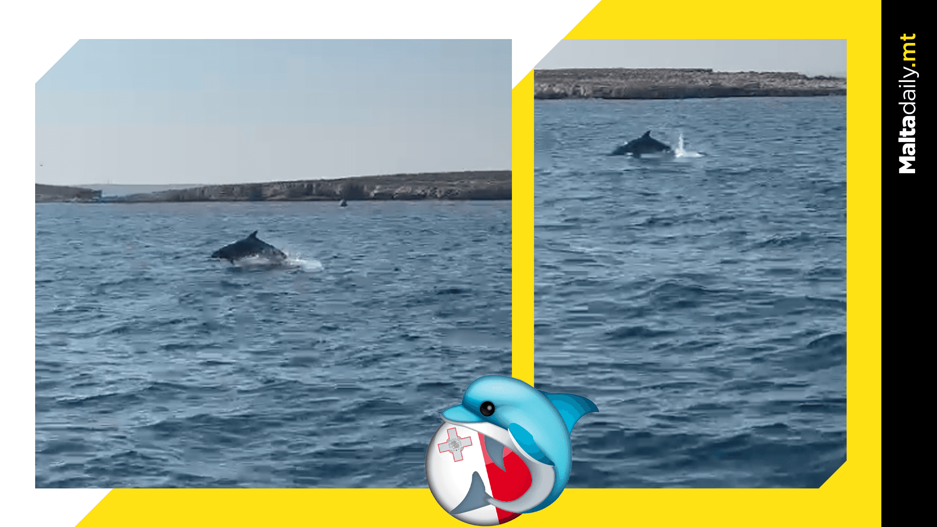 More Dolphins Spotted Off St Paul’s Bay