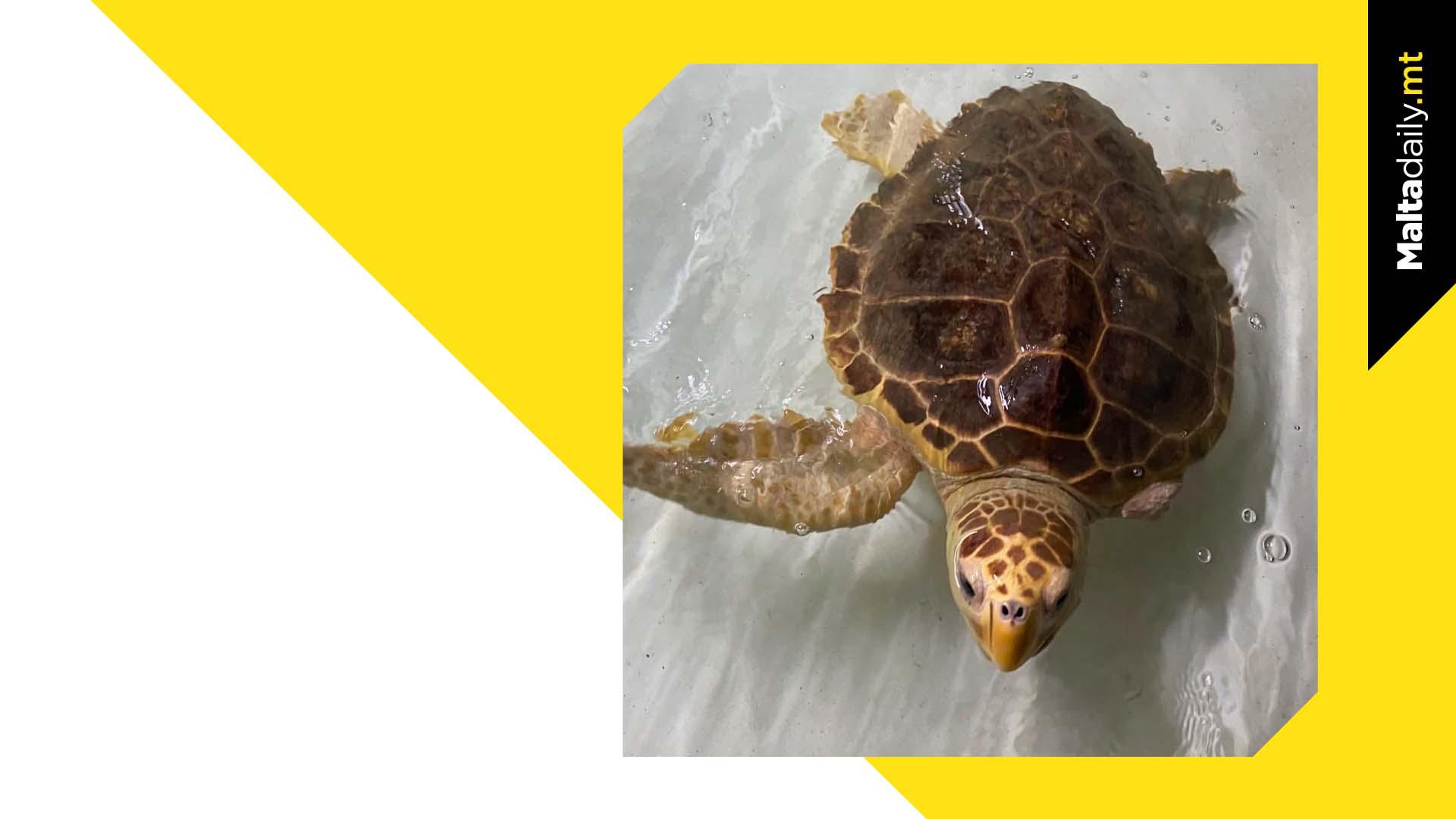 Meet Em, The Rescued Three Flipper Turtle