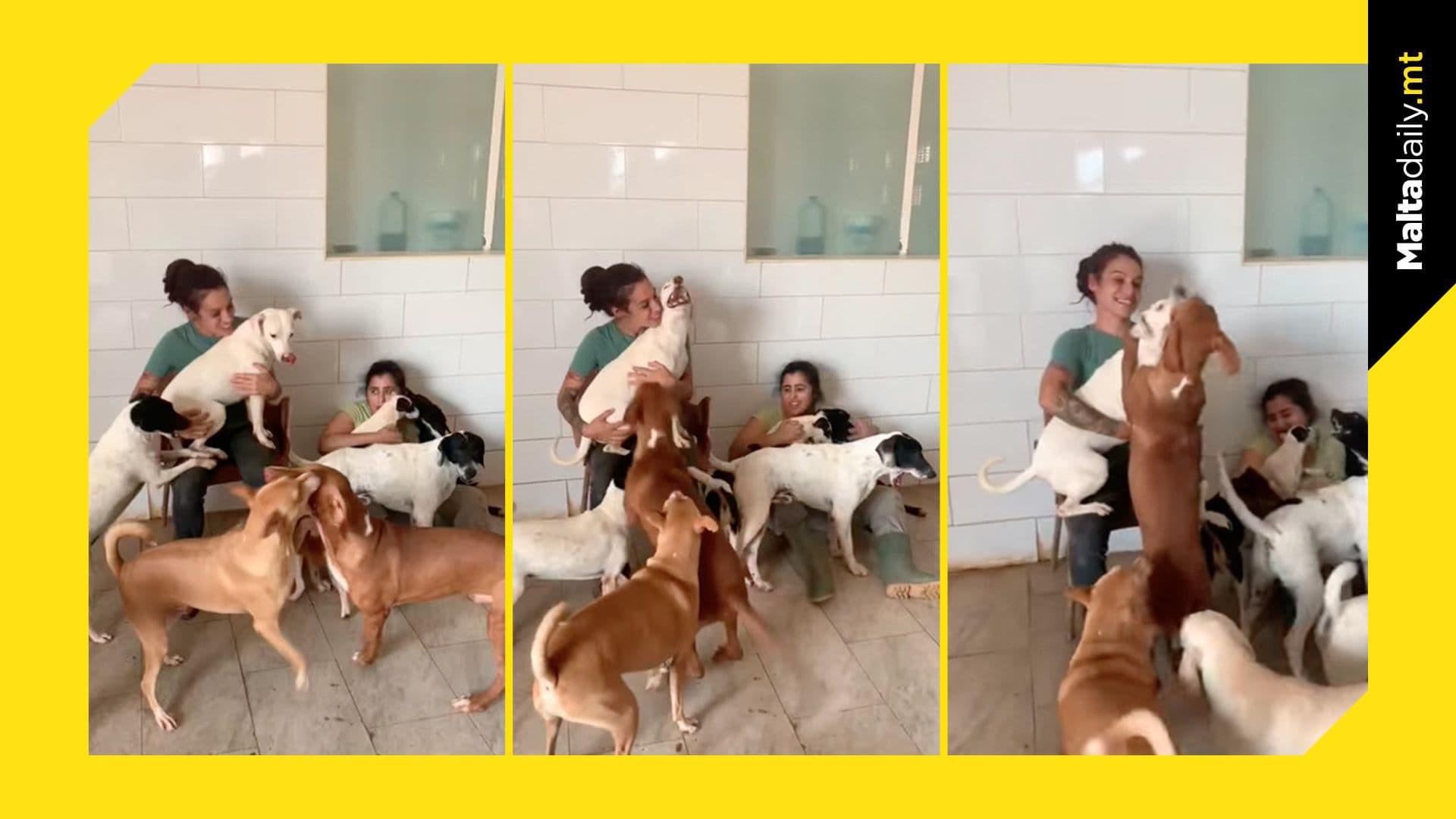 Association for Abandoned Animals Shares Wholesome Video of Overjoyed Dogs