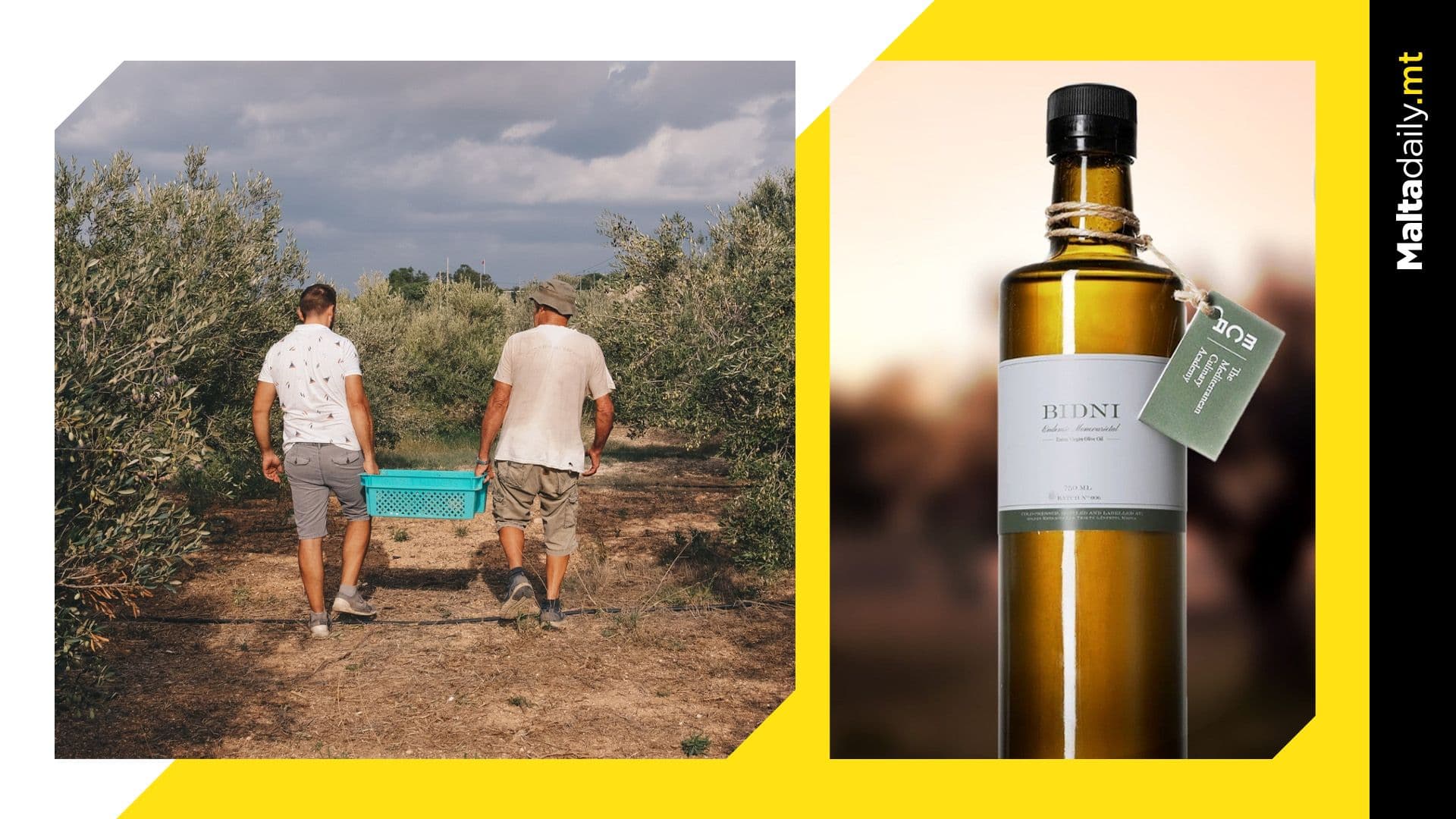 Unveiling the Secrets of Olive Oil Production