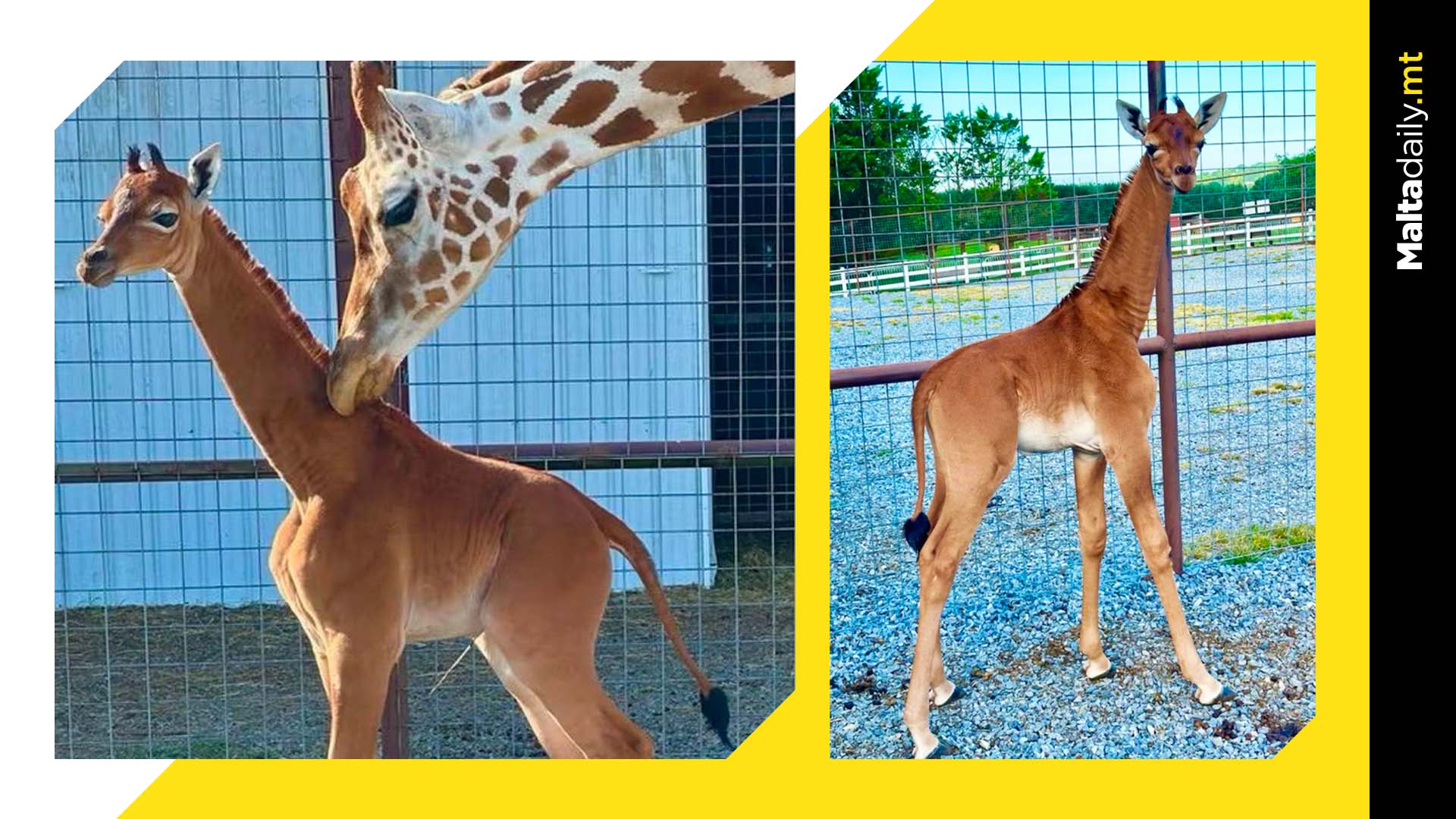 World’s First Spotless Giraffe Born In Tennessee Zoo