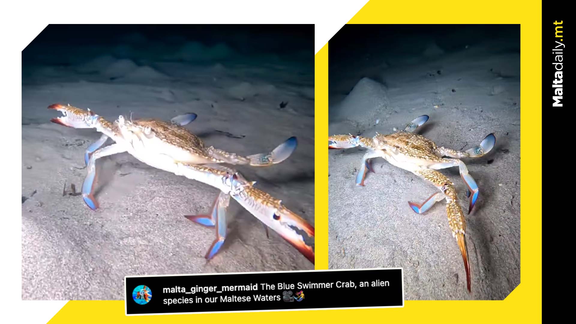 Meet The (Invasive) Blue Swimmer Crab