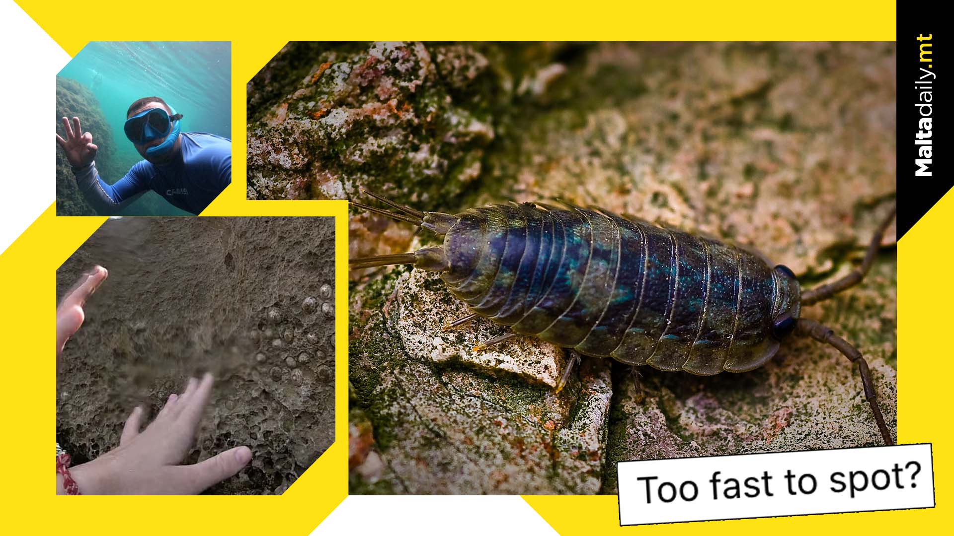 Local Marine Biologist Explains ‘Sea Slaters’