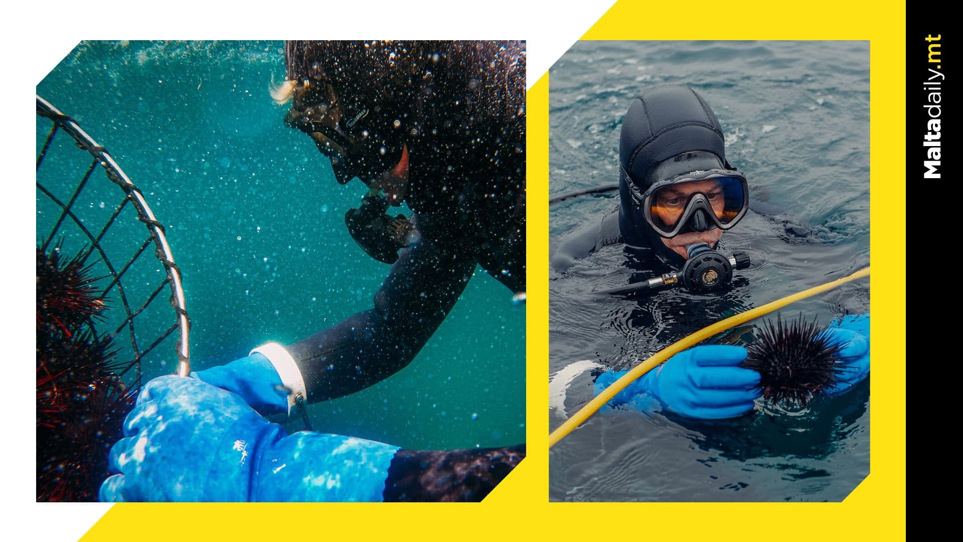 It Is Now Illegal To Collect Sea Urchins In Malta
