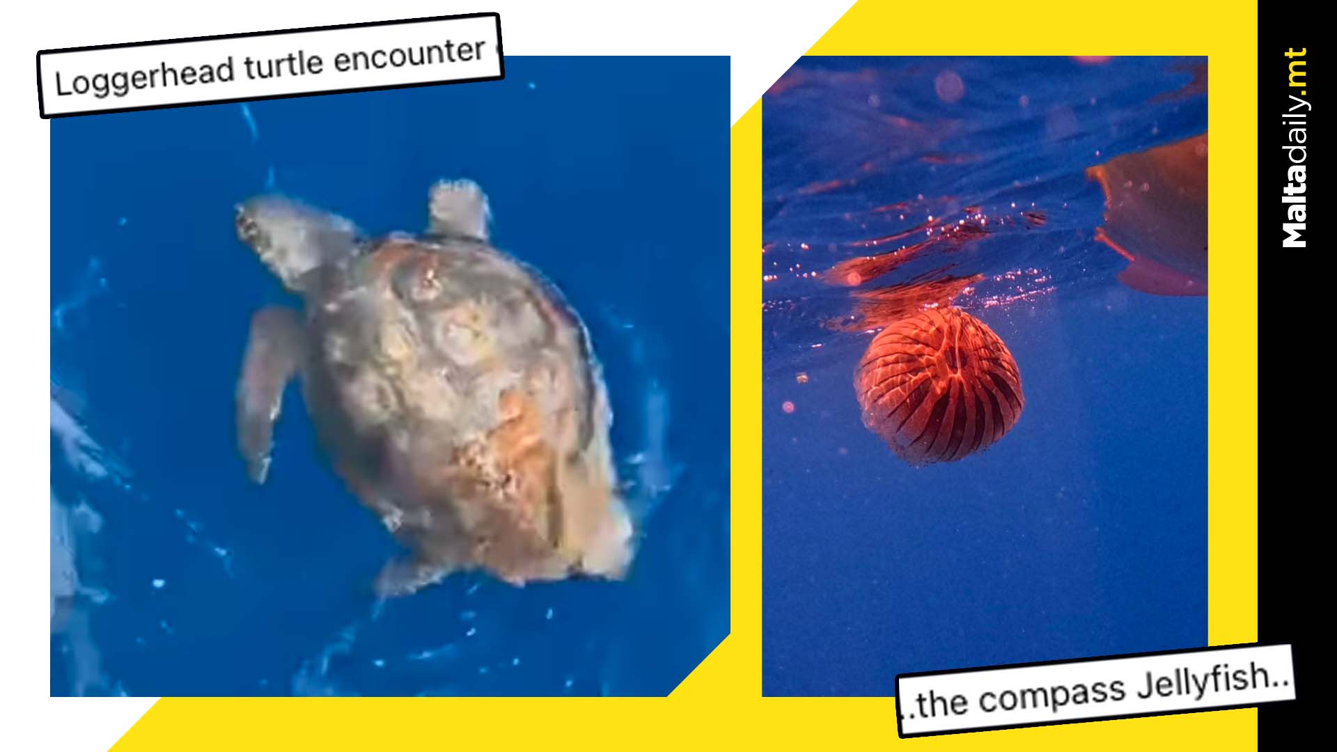 Loggerhead Turtle Encounter Off Maltese Shores