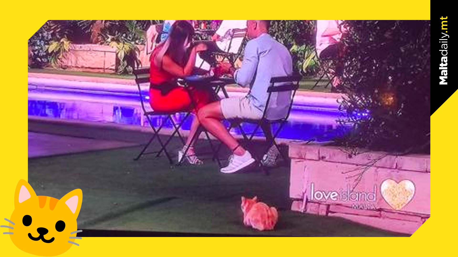 Meet the new bombshell: a cat