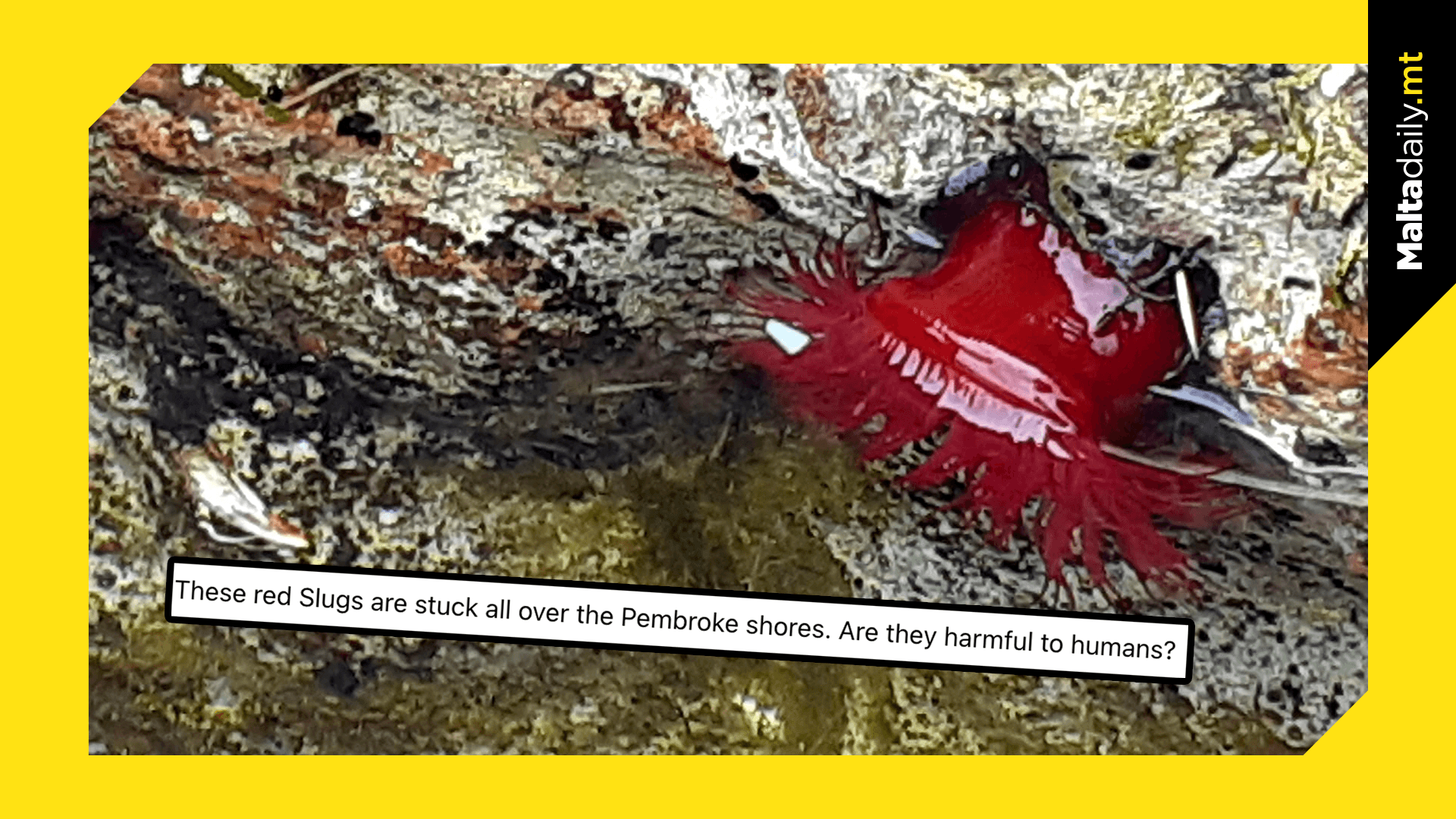 “Tadam tal-Baħar” spotted along Pembroke’s shore