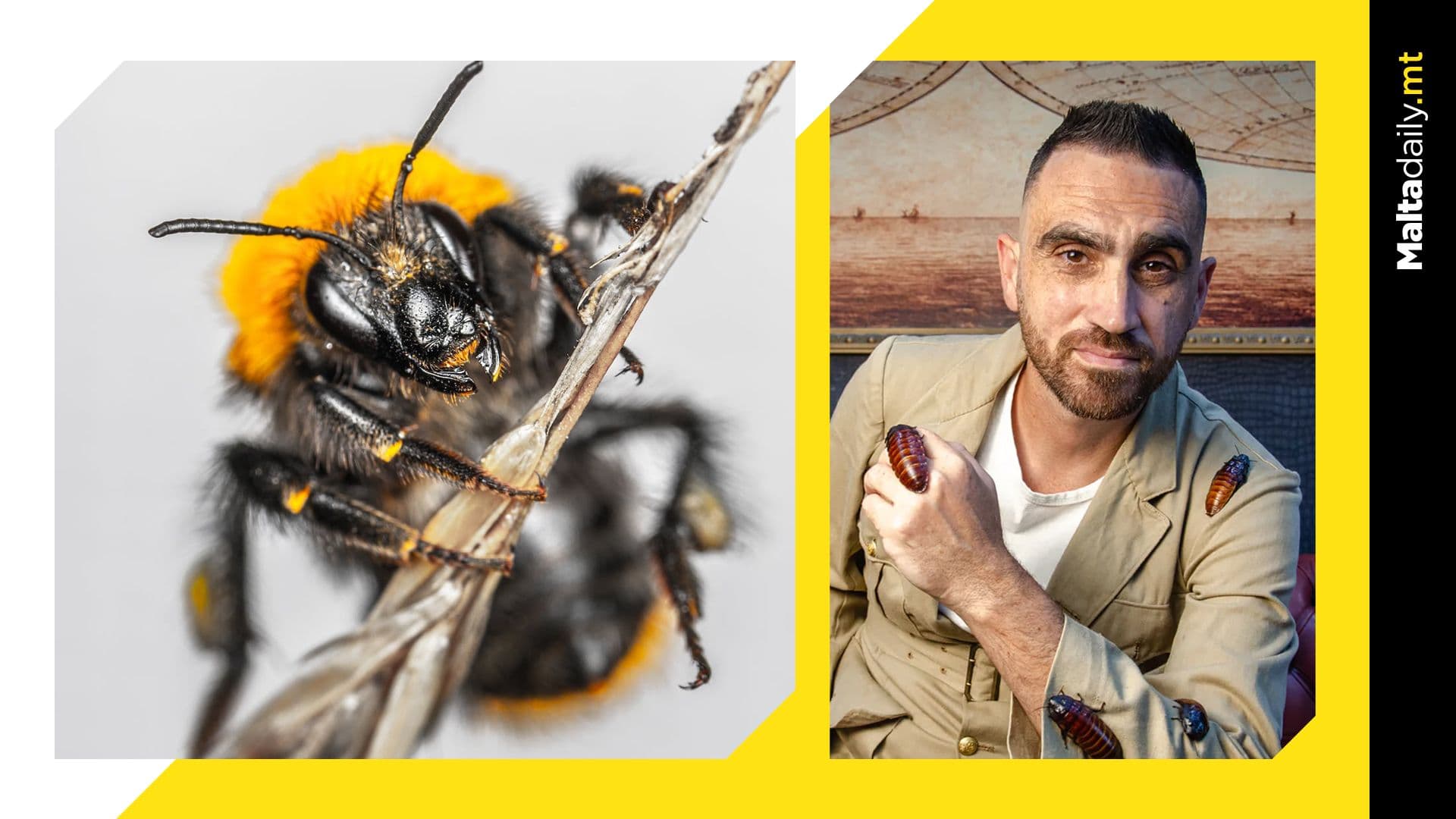 Malta will experience a significant problem with hornets this summer