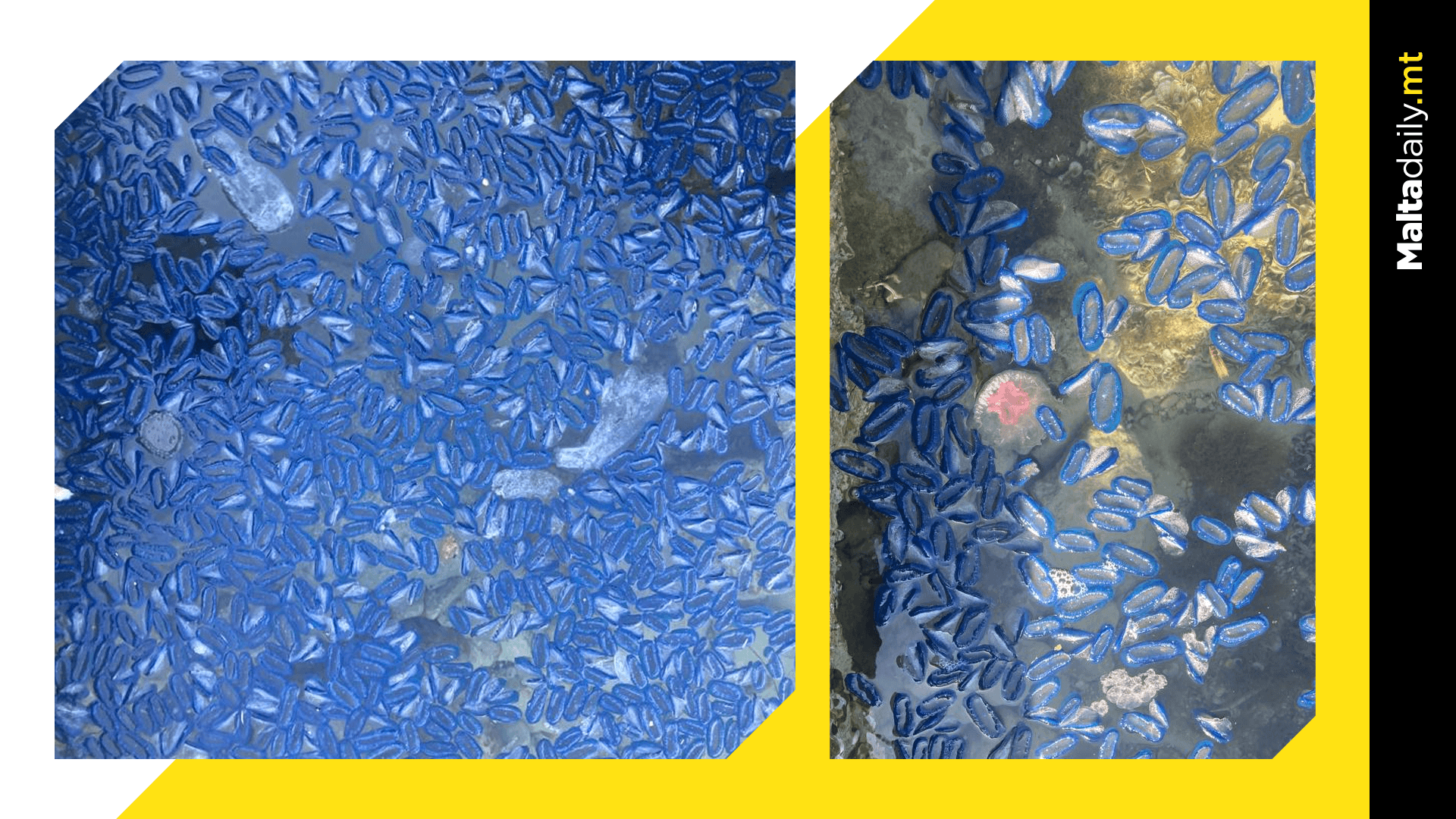 Hundreds more blue sailor jellyfish populate Maltese beaches