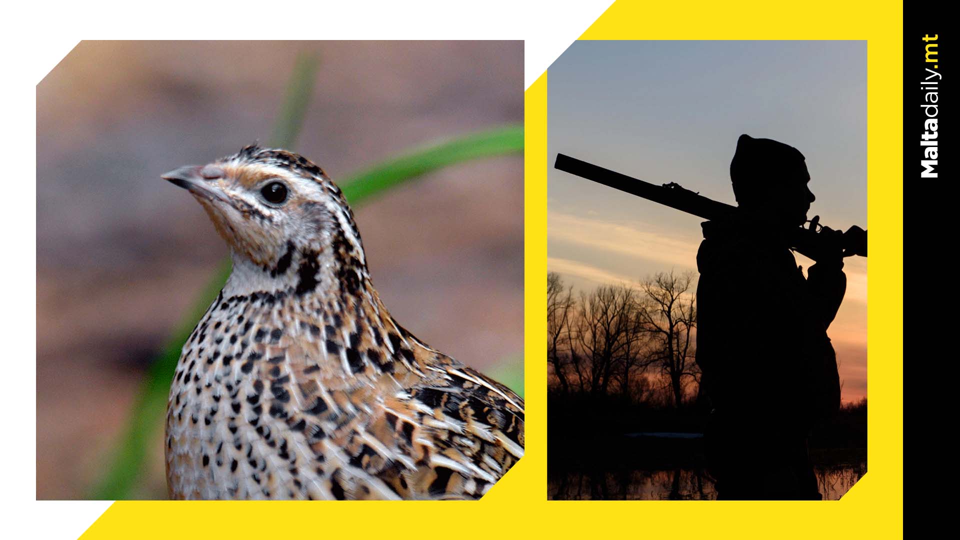 Quail spring hunting season begins next Monday