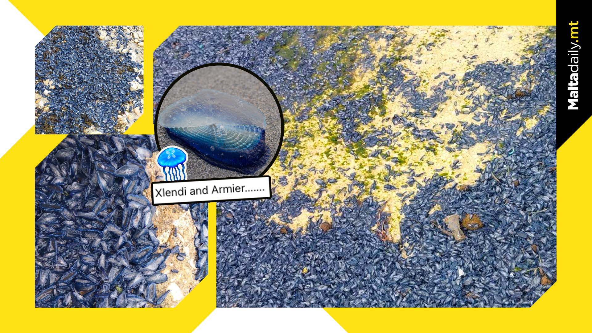 Hundreds blue ‘by the wind’ sailor jellyfish takeover Xlendi and Armier