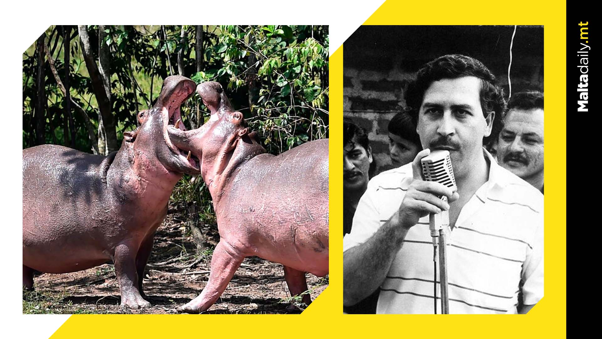 Escobar’s ‘cocaine hippos’ to be relocated as they keep having sex