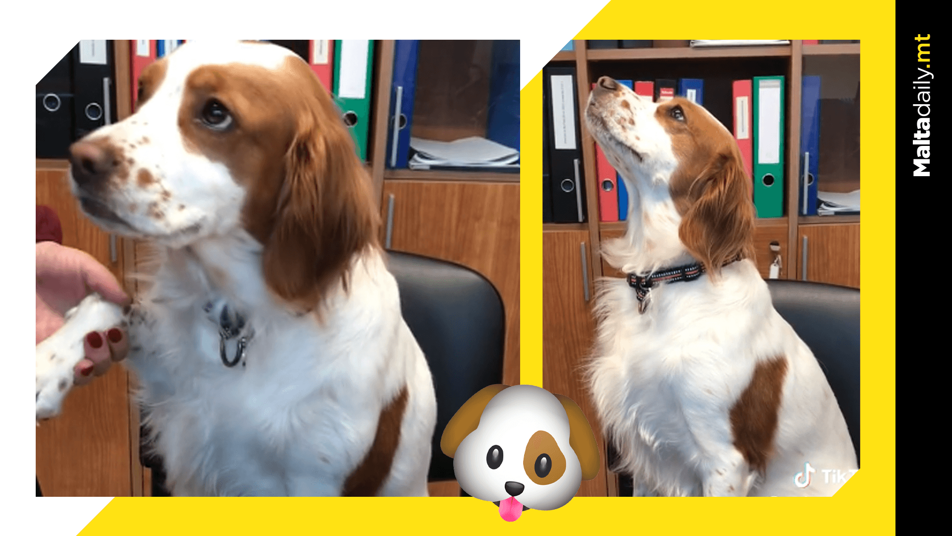 Maltese dog steals people’s hearts and goes TikTok viral