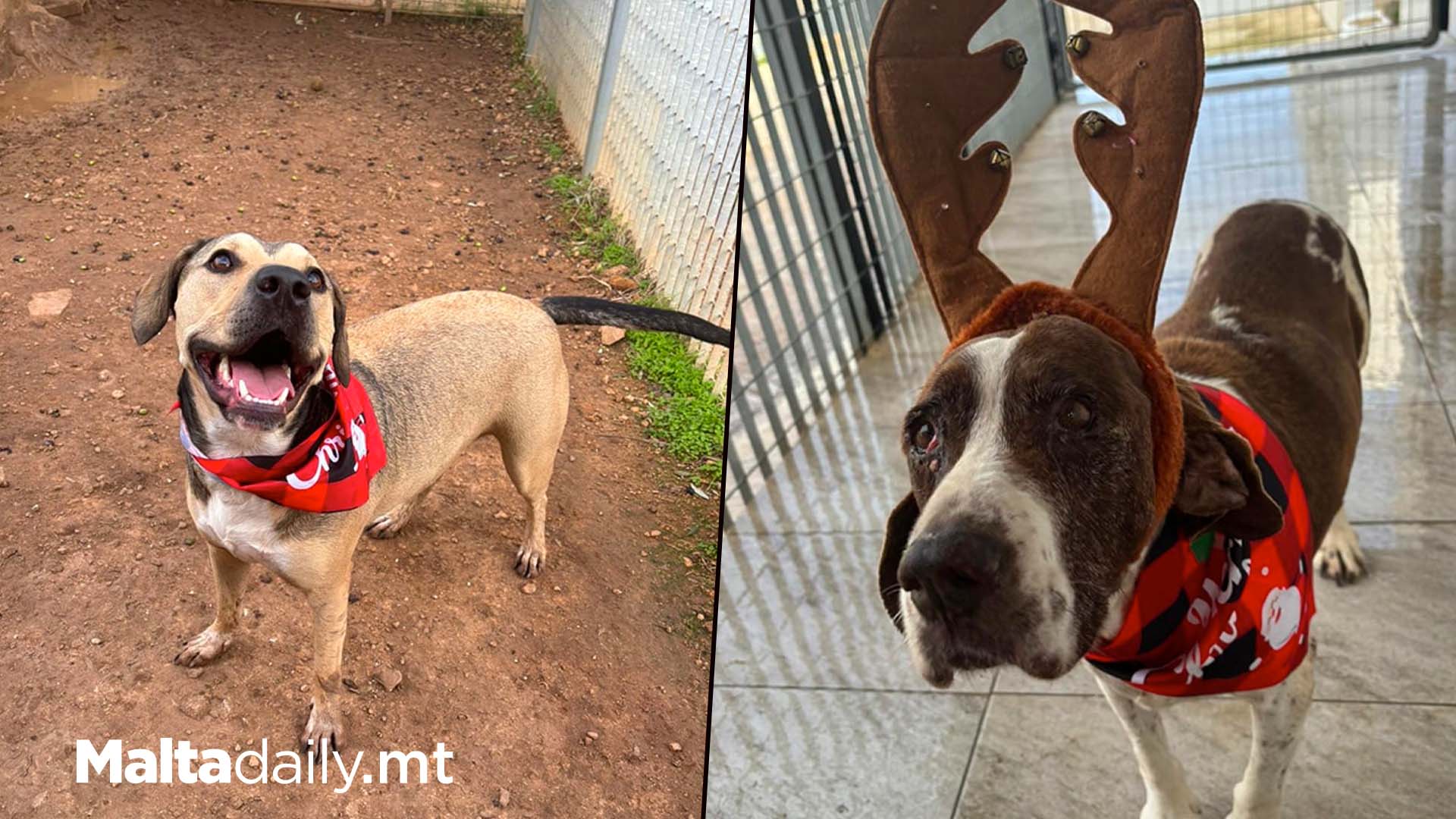 Shelter Dogs Also Getting In The Christmas Spirit