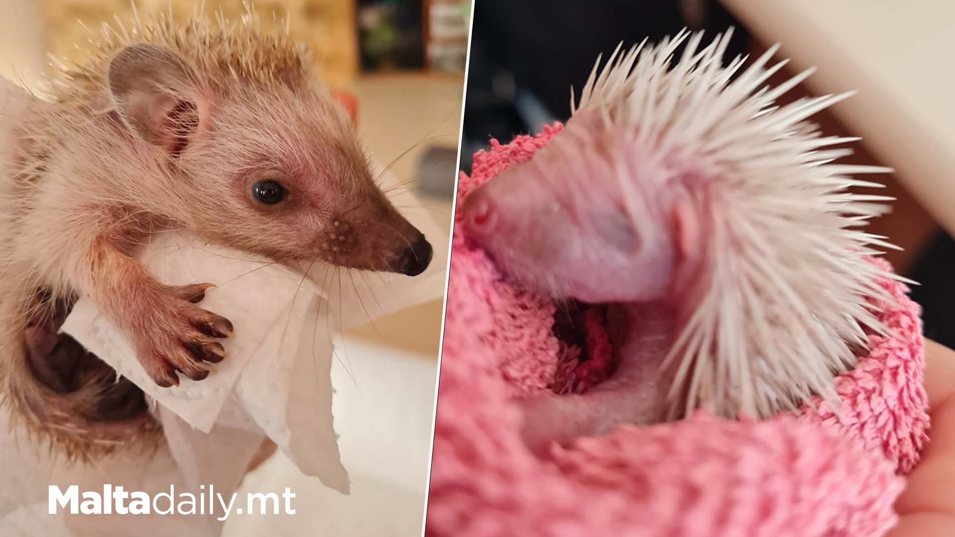 Hoglet Survives Falcon Attack: In Wildlife Rescue Rehab