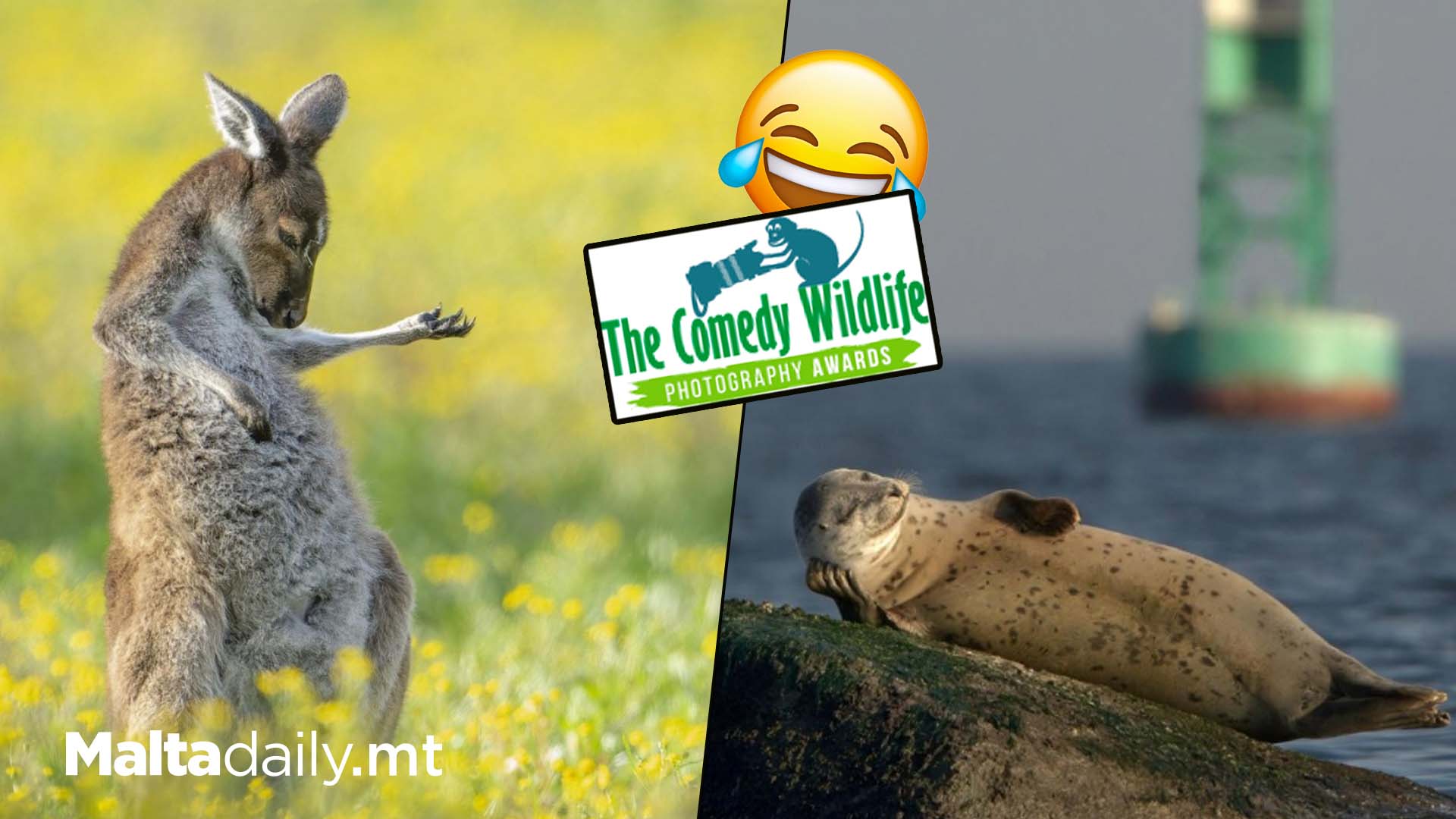 Some Finalists Of 2023’s Comedy Wildlife Photography Awards