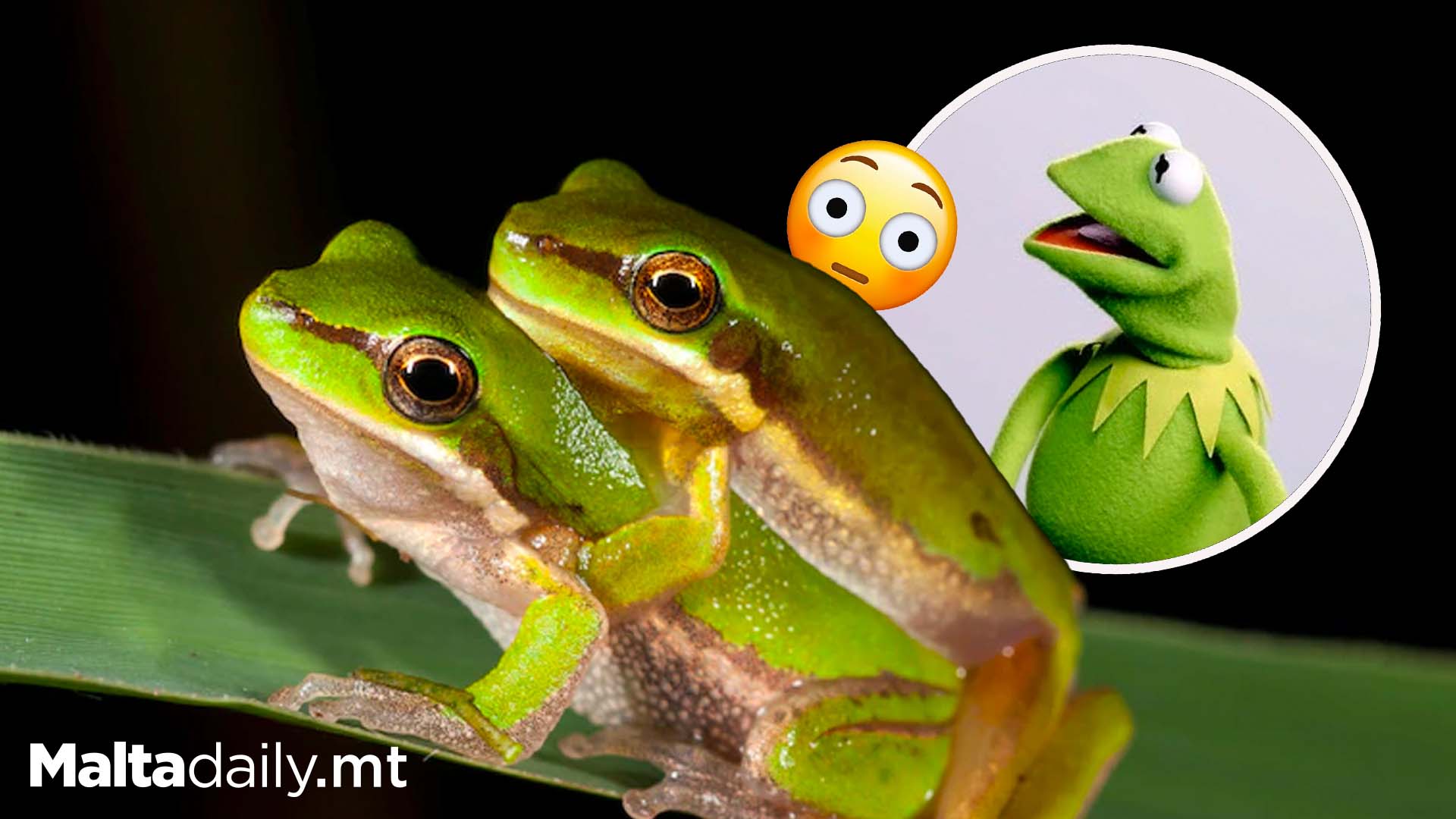 Female Frogs Fake Death To Avoid Unwanted Advances