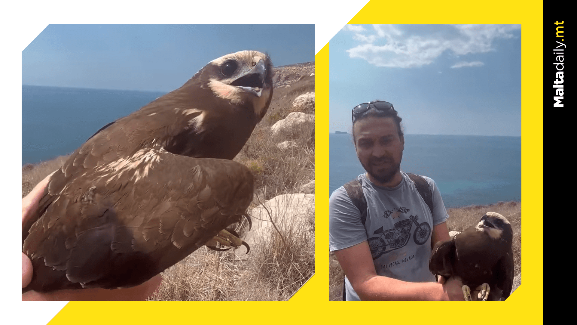 Protected Western Marsh Harrier Shot Down In Għar Lapsi