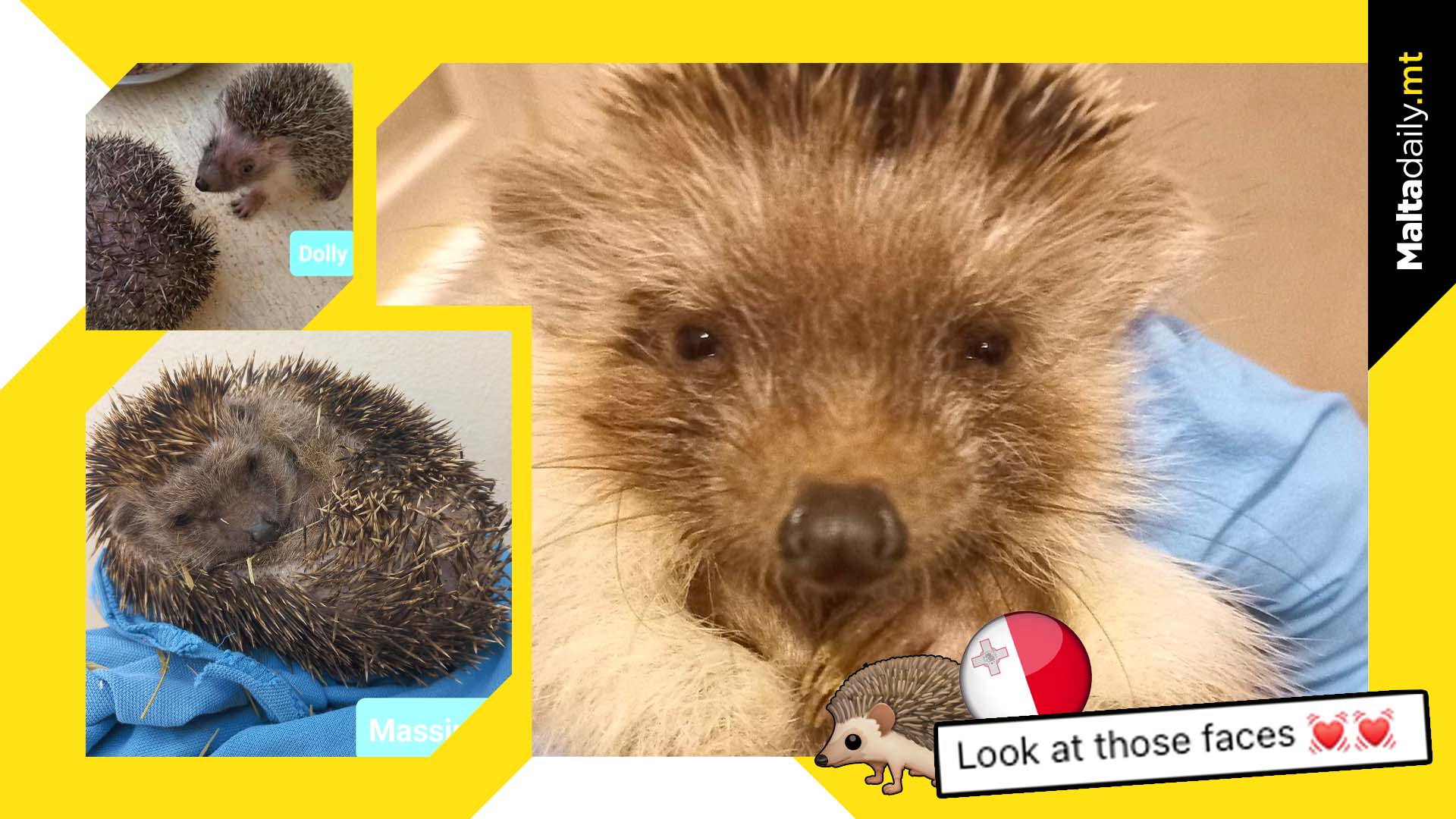 Two More Cute Hedgehogs Rescued In Gozo