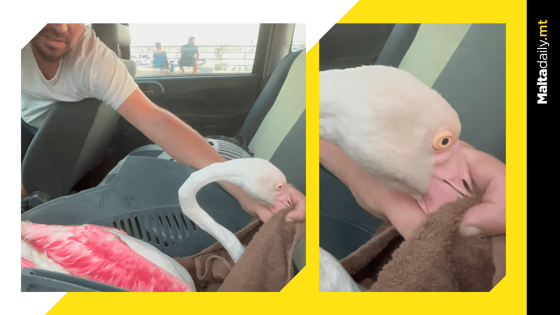 Injured Flamingo Rescued Off Gozo Coast