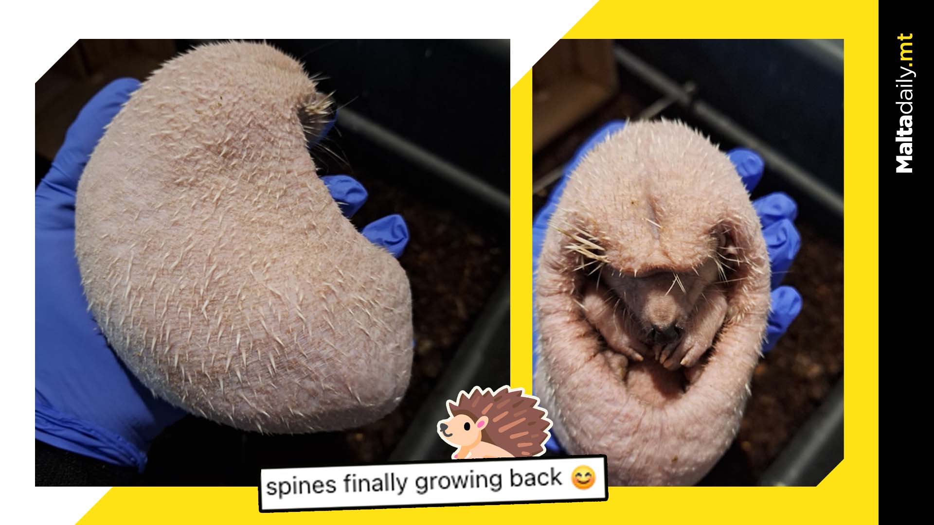 Tufty The Hedgehog Starts Regrowing Lost Spines