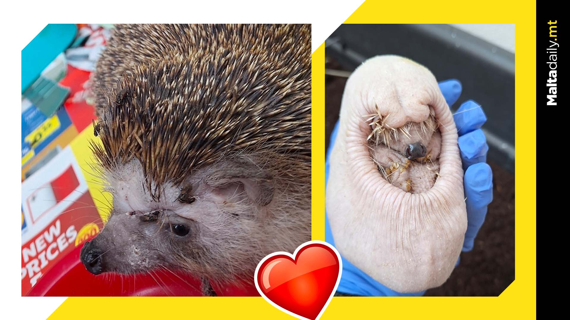 Healing Hedgehogs: Two Rescues Respond Well To Treatment