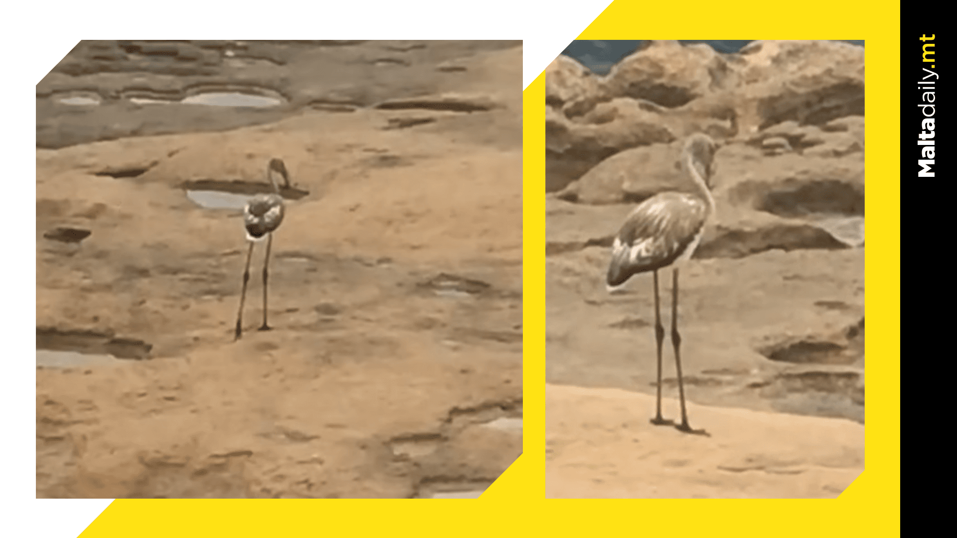 Flamingo Shot Down In Xwejni In Front Of Tourists, Birdlife State