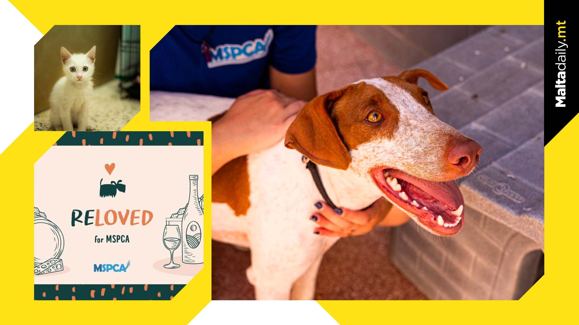 Towards Sustainable Fashion And Animal Welfare