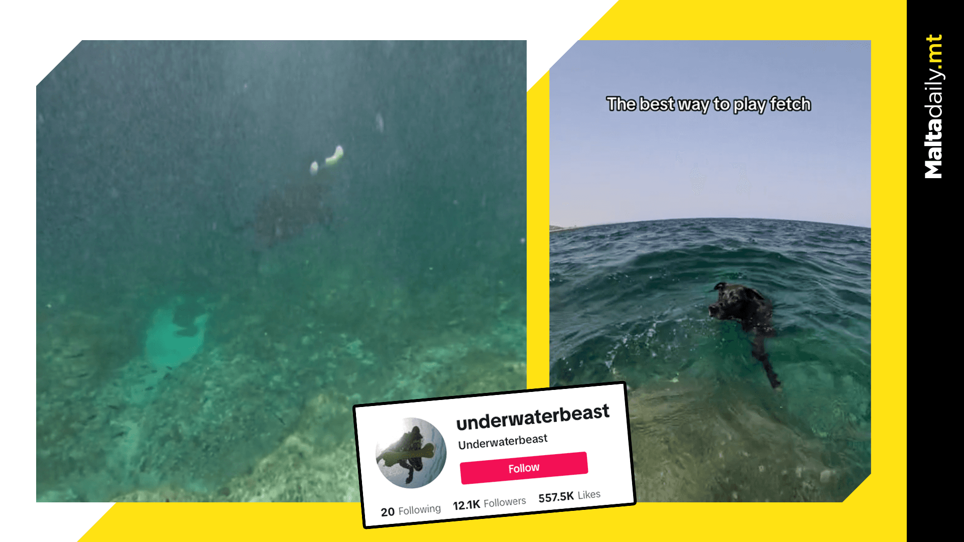 Local Dog Goes Viral For Underwater Fetch