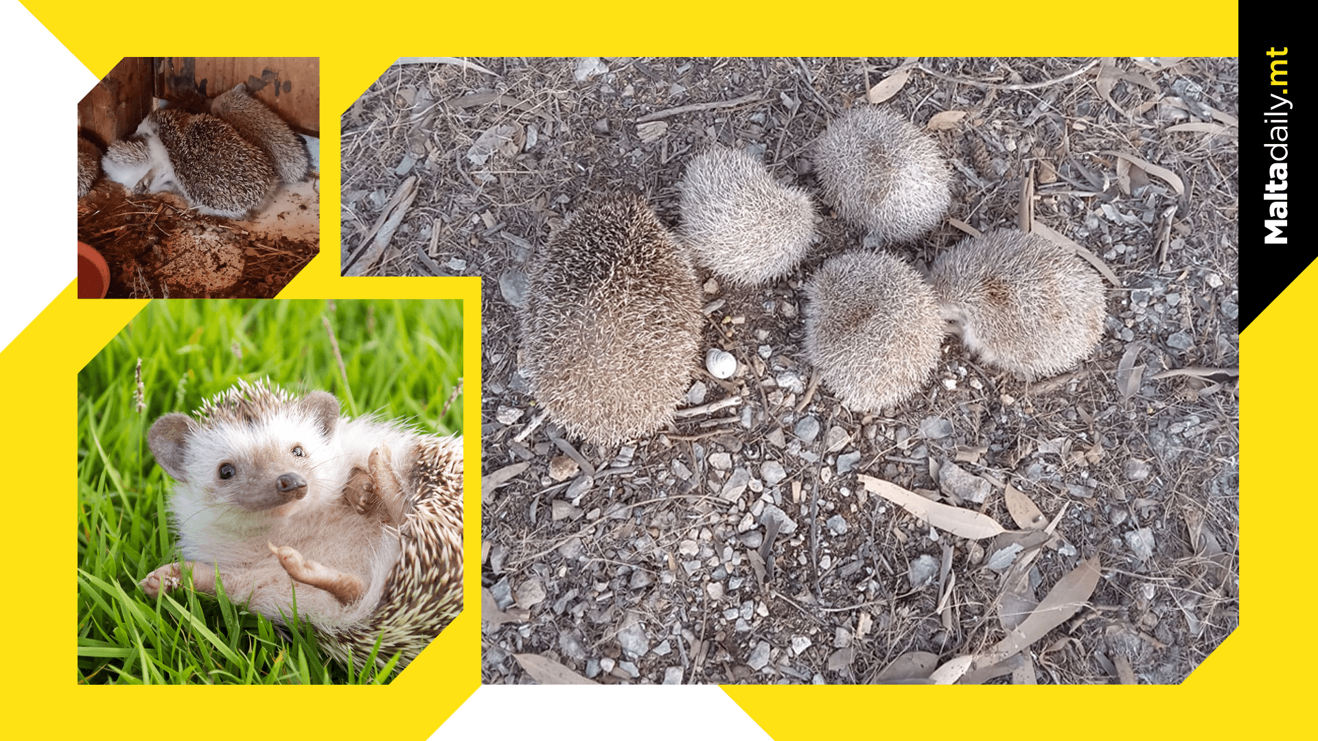 A Happy Ending For Locally Rescued Hedgehog Family