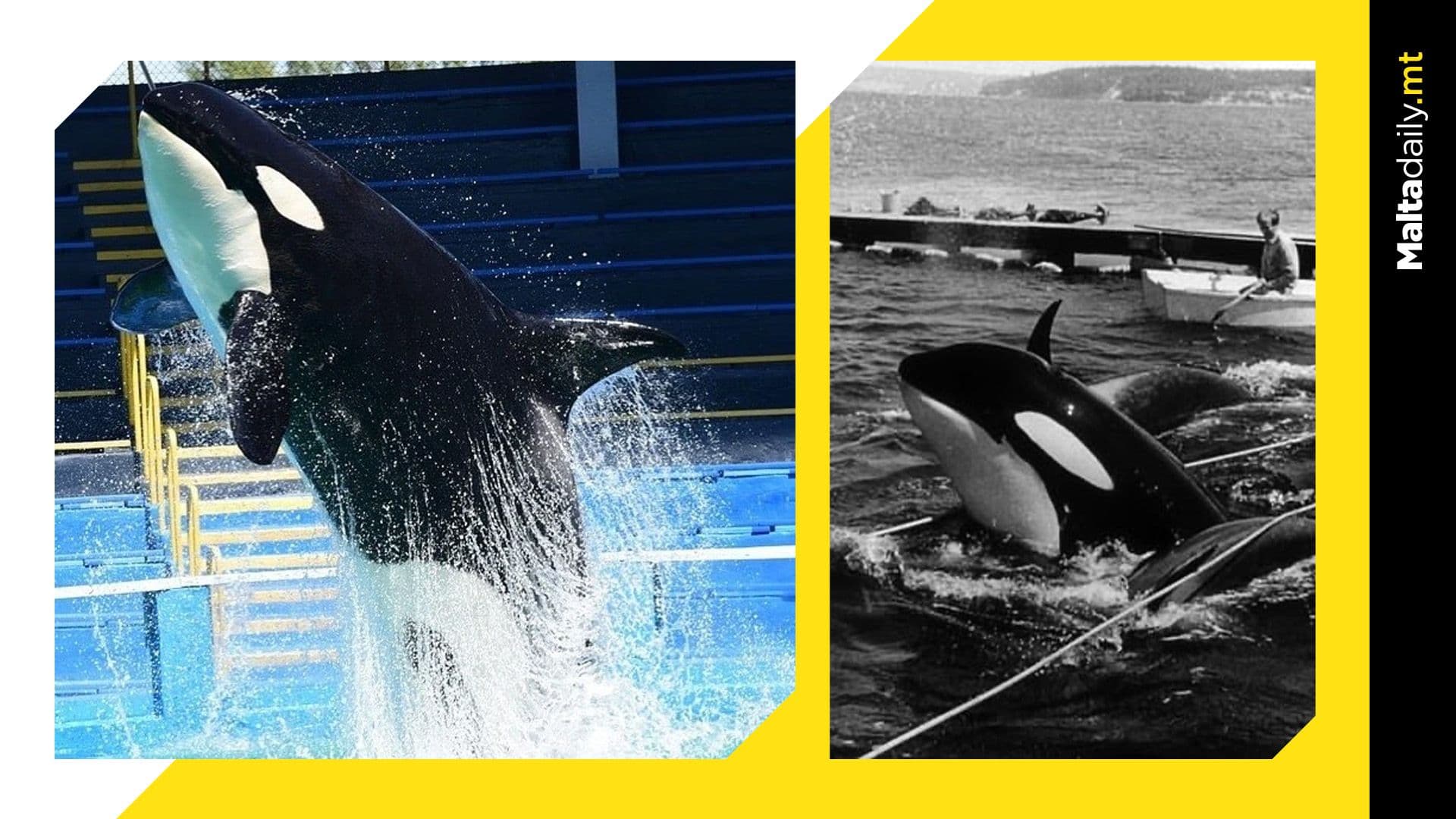 The Loneliest Orca’ On The Planet Has Passed Away After 53 Years Of Captivity