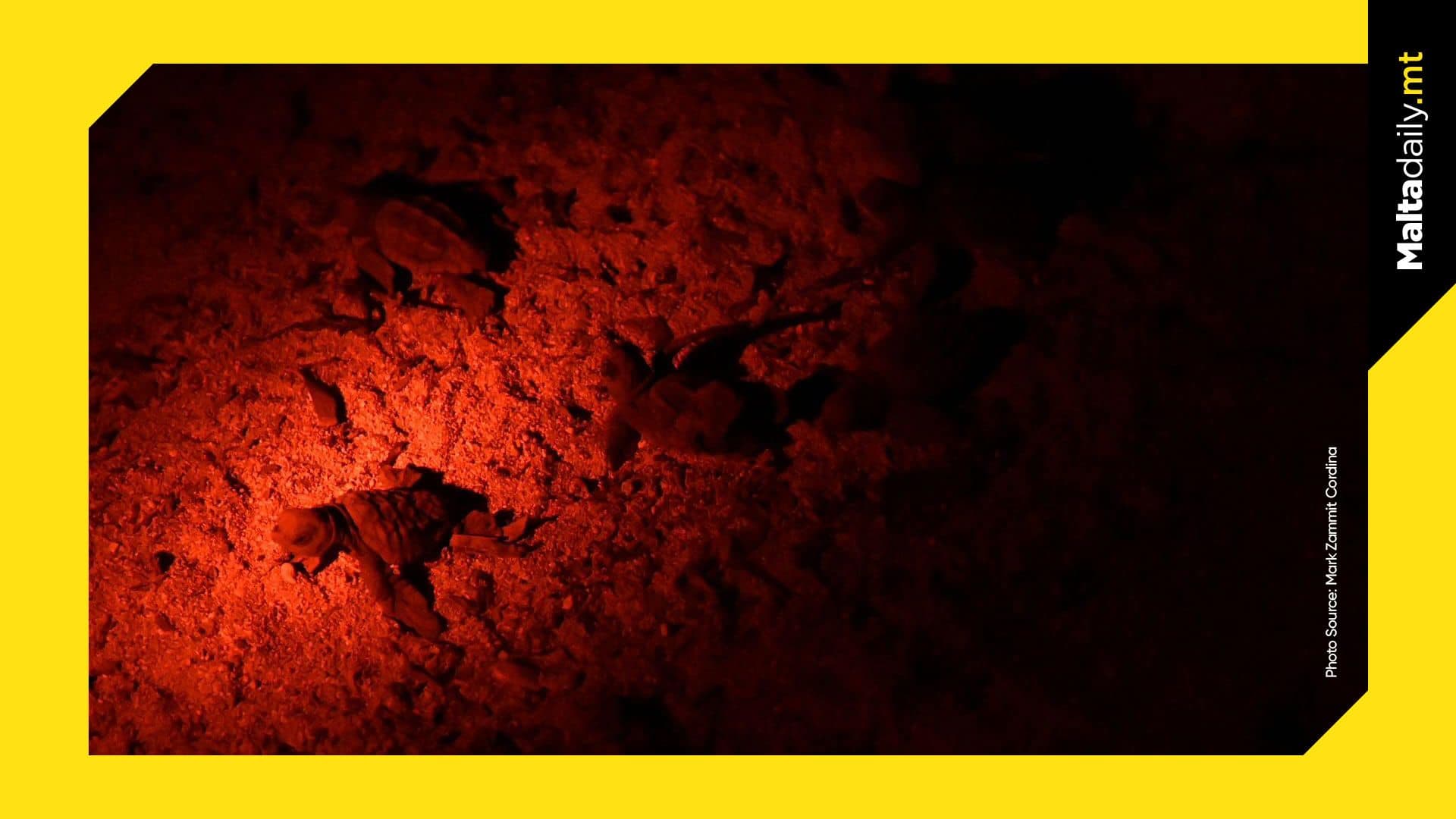 Turtle Nests Hatch In Multiple Locations During The Past Days