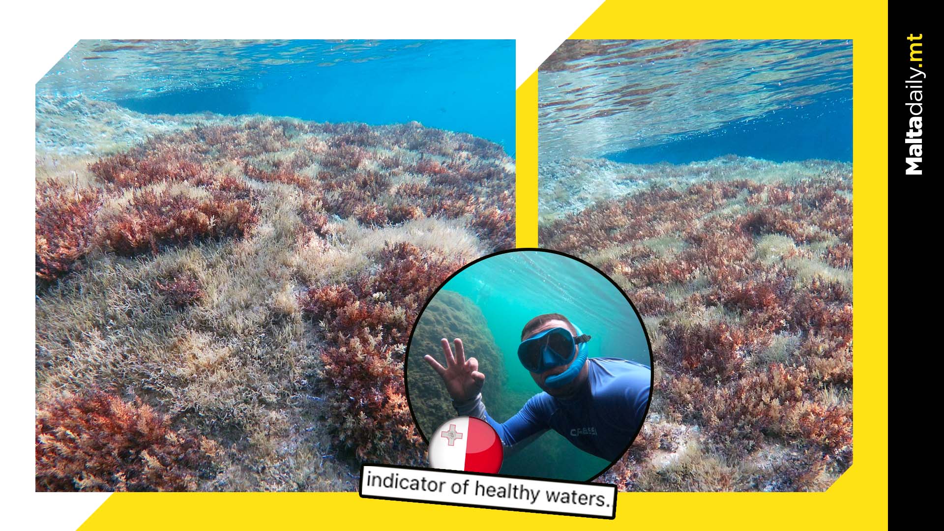 Signs Of Healthy Maltese Seas As Algae Flourishes