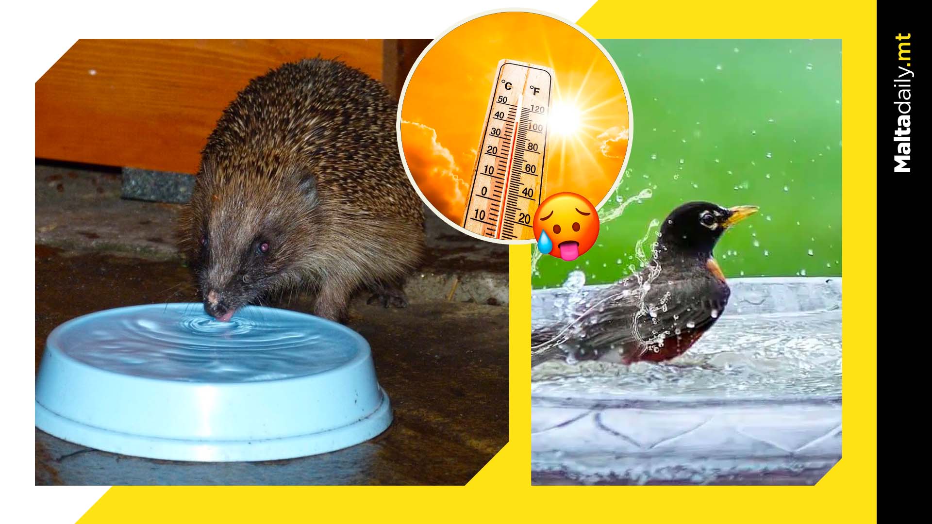 Calls For Public To Leave Water For Animals In Heatwave