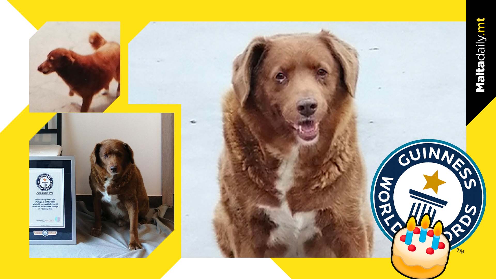 Happy 31st birthday to the world’s oldest living dog Bobi!