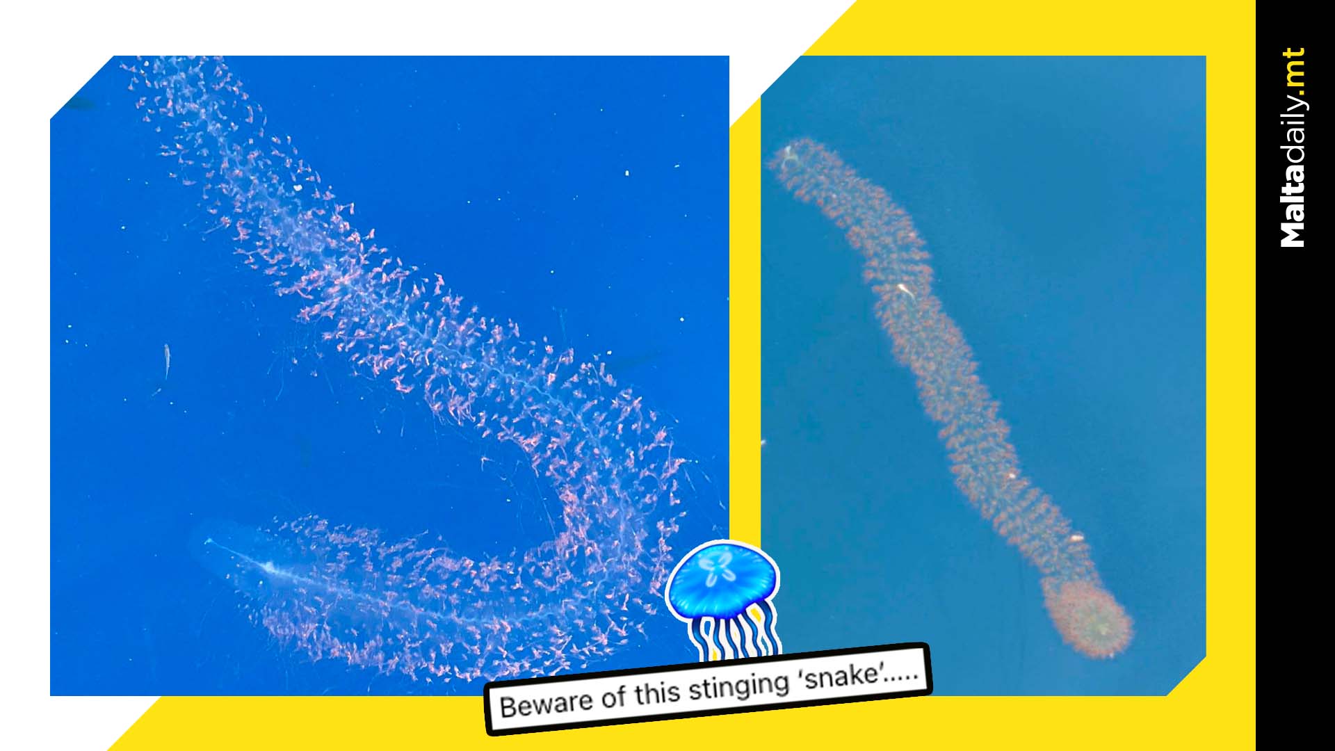 Explosion of reports of stinging cell colonies around Malta