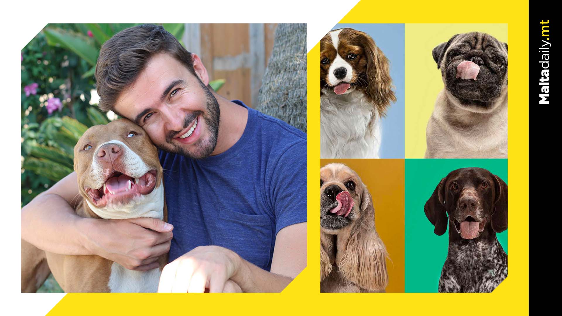 Dogs being friendly with humans may literally be written into their genes