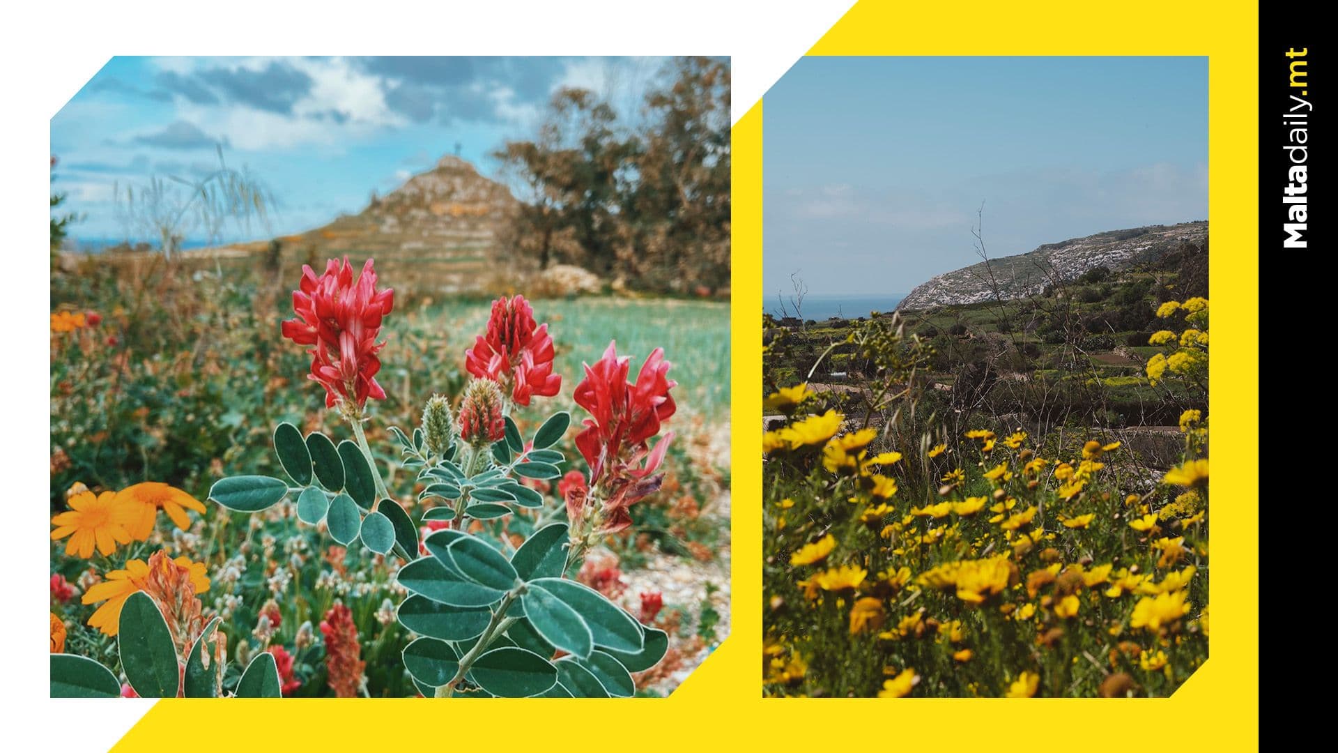 The Gozo Flower Art Festival is finally here and here’s what you should expect