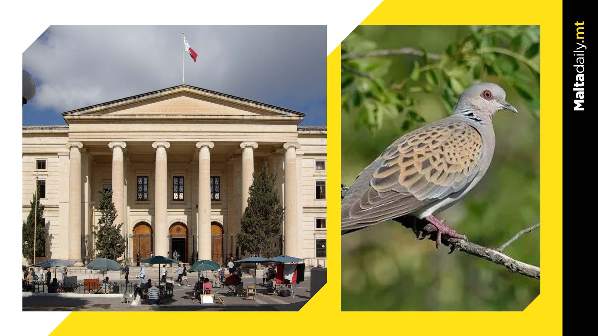 Spring hunting for turtle dove green lit: court lifts injunction