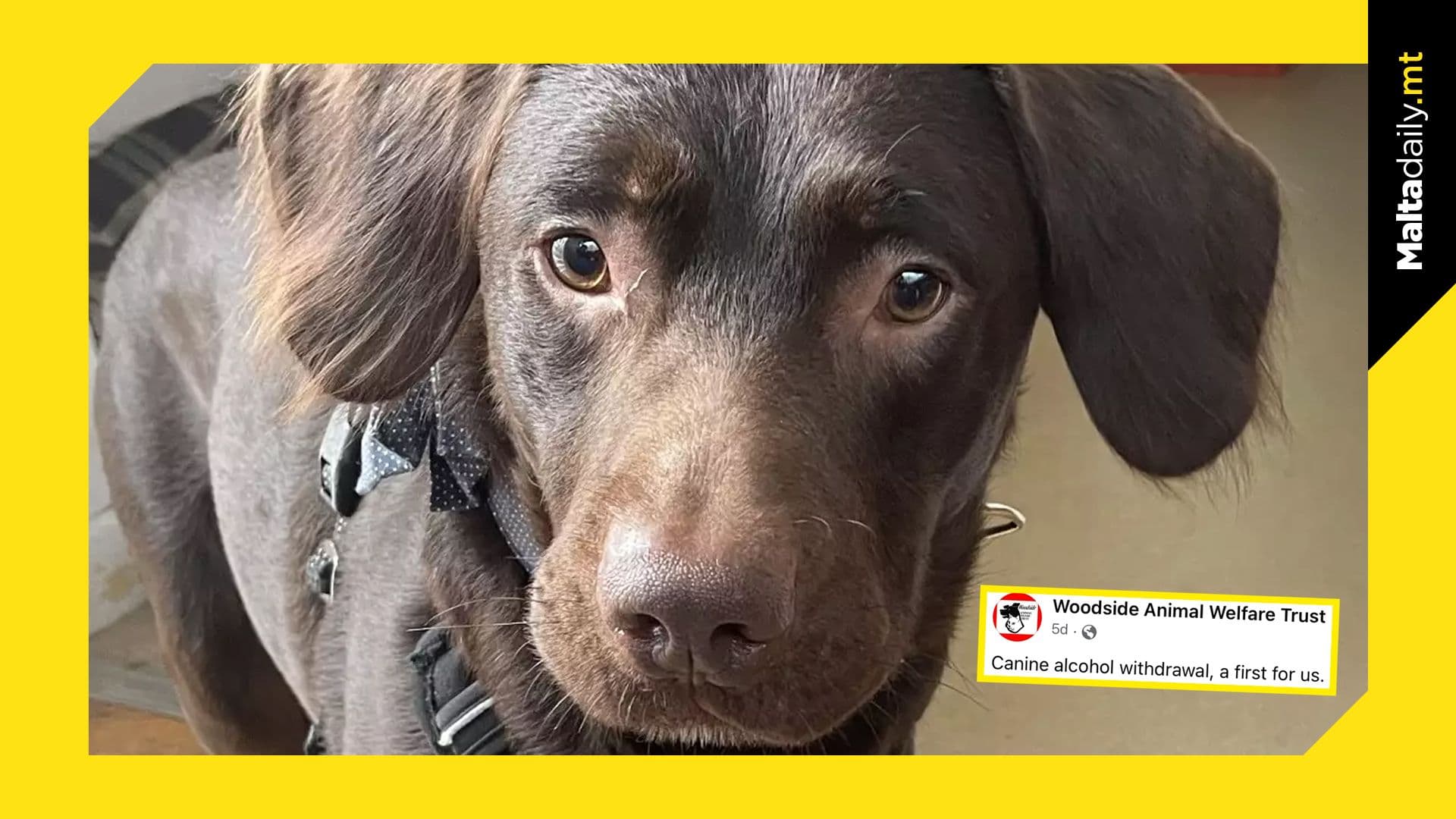 ‘Coco’ becomes first dog treated for alcohol addiction