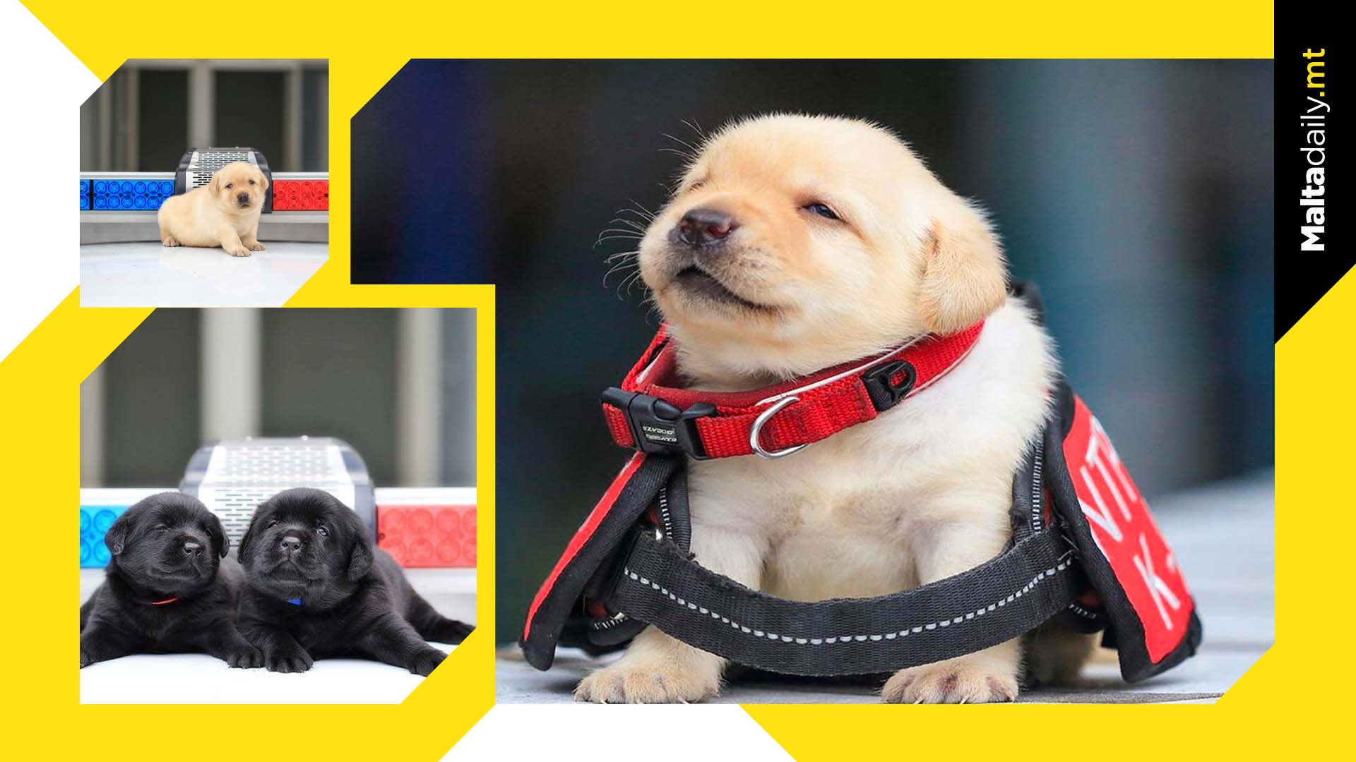 Taiwanese police department did a photoshoot for new puppy recruits