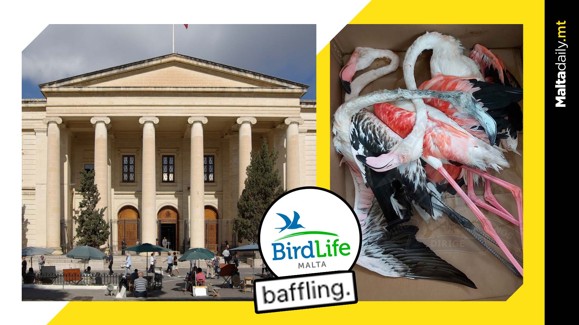 Jail sentence revoked for man who shot four flamingos