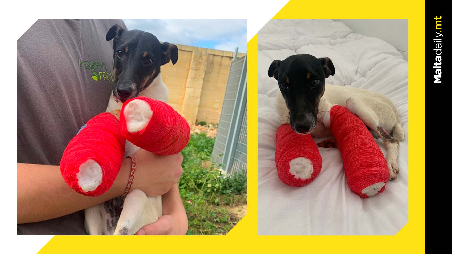 Puppy with broken front legs handed to Association for Abandoned Animals