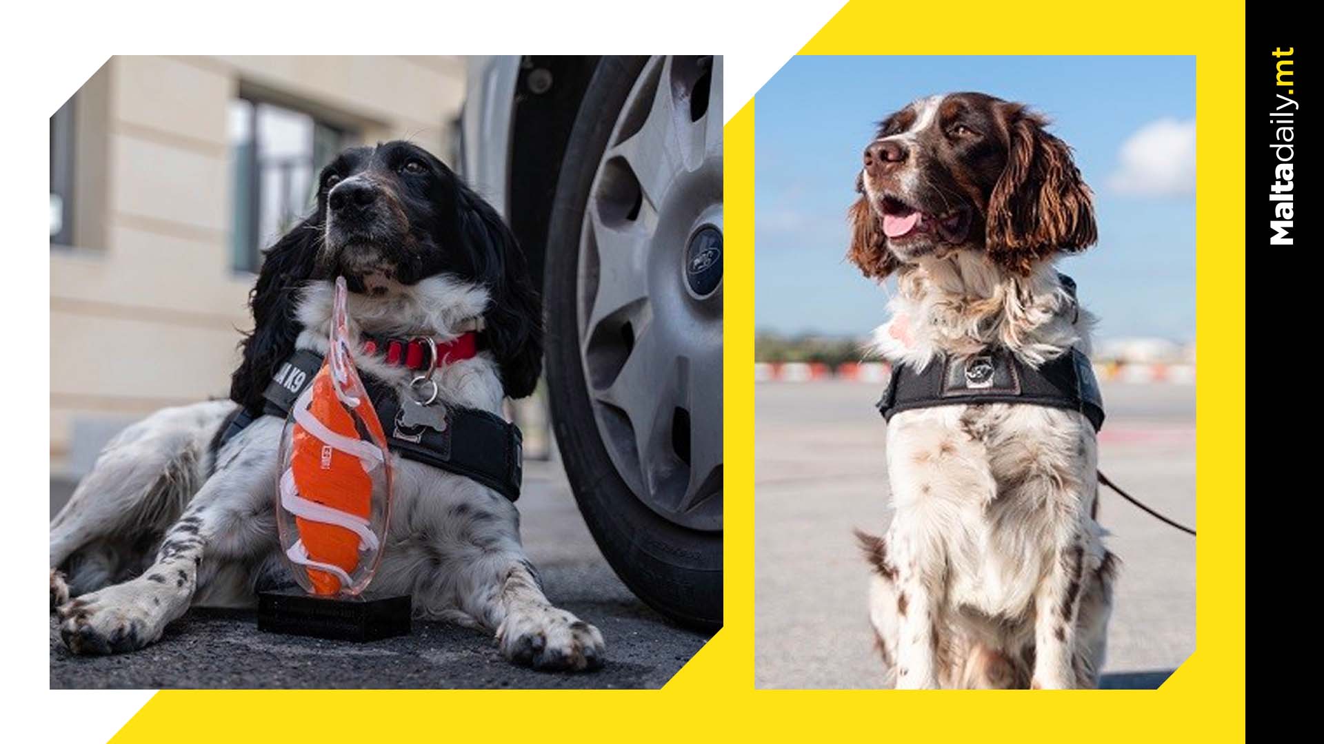 Customs canine Peter officially retires after 4 years of service