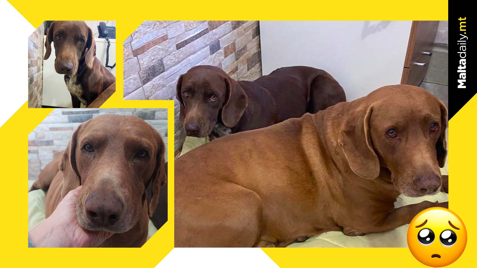 Two dogs rescued after walking into a school for shelter