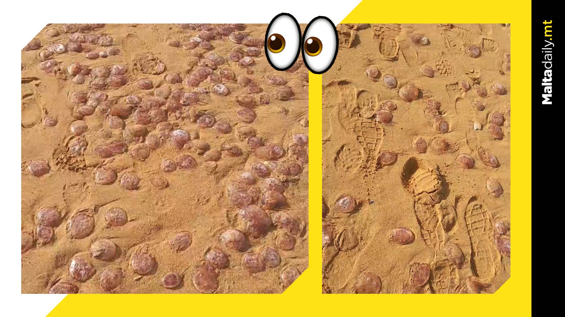 Video shows millions of jellyfish washed up on Gozo bays