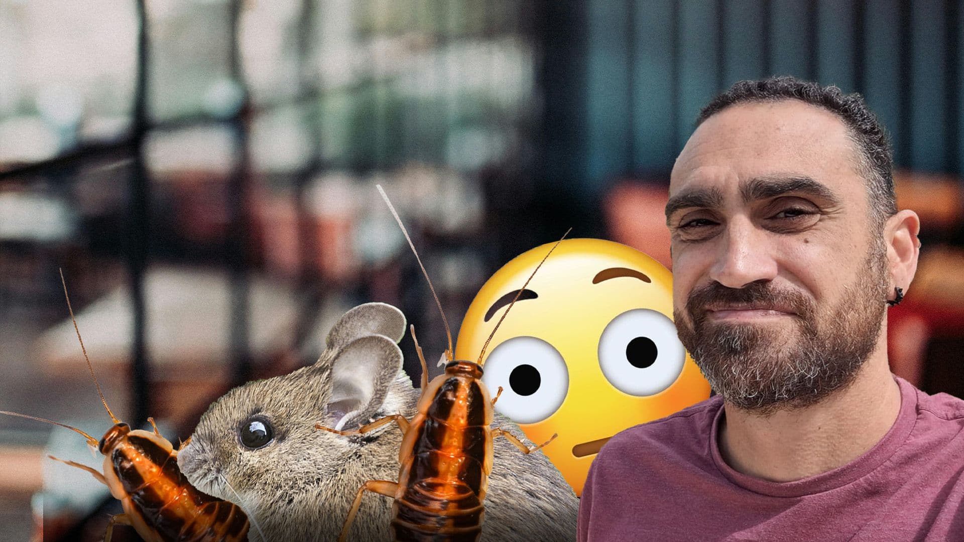 Do Malta’s Hotels & Restaurants Have A Pest Problem?