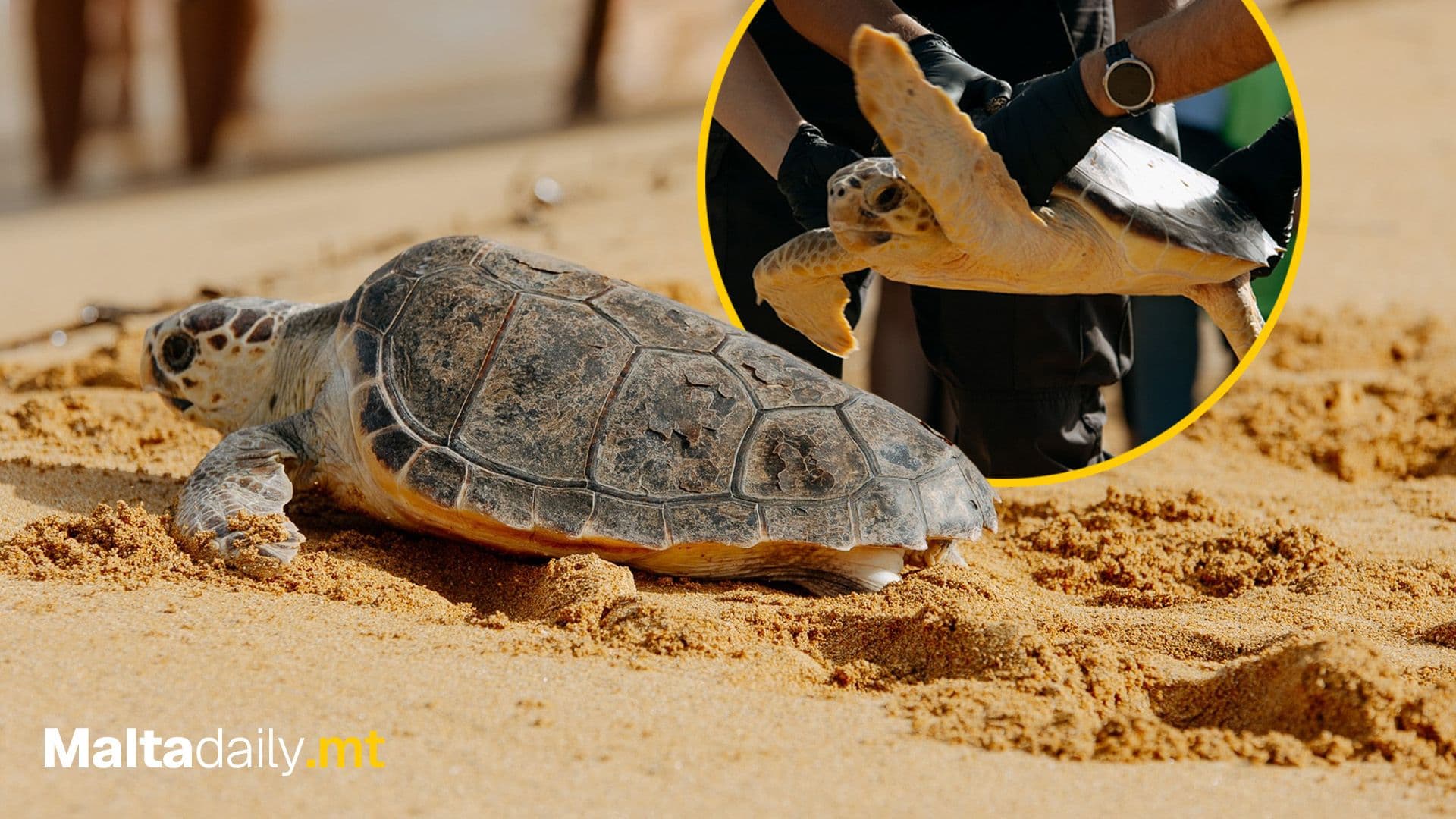 4 Turtle Releases In Ġnejna Bay Waters